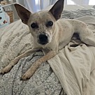 Adopt A Pet :: Rudy - Escondido, CA