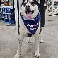 adopt a pet
