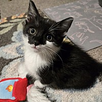 adopt a pet