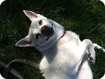 american eskimo dog short hair