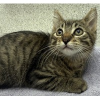 BULLSEYE - Domestic Shorthair available for adoption