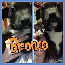 Photo of Bronco