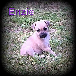 Thumbnail photo of Enzie #2