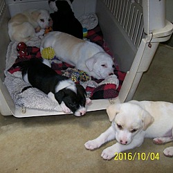 Thumbnail photo of Lucy &her6pups #4