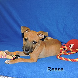 Thumbnail photo of Reese #1