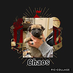 Thumbnail photo of Chaos #2