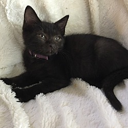Photo of Kitten Purple
