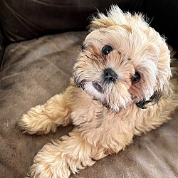 Photo of SASHA