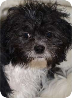 23+ Full Grown Bichon Shih Tzu Black And White