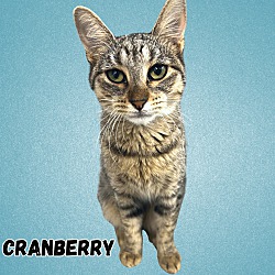 Photo of Cranberry