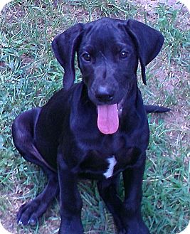 great dane lab puppies for sale