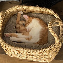 Photo of Naranja Basket Clever, Comedic, and Cute!