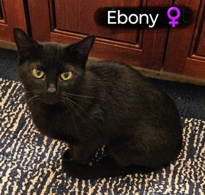 Photo of Ebony