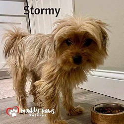 Thumbnail photo of Stormy (Courtesy Post) - No Longer Accepting Applications #3