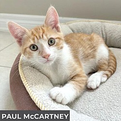 Thumbnail photo of Paul McCartney #2