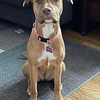 adopt a pet