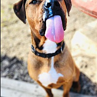 adopt a pet