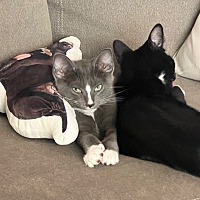 adopt a pet