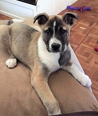 Schaumburg, IL - Akita/German Shepherd Dog. Meet BRADY a Pet for