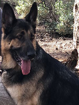 Las Vegas, NV - German Shepherd Dog. Meet PJ a Pet for Adoption ...