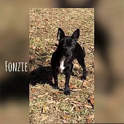 Thumbnail photo of Fonzie #1