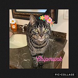Photo of Chipmunk