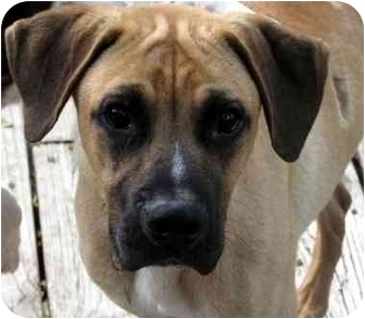 Humble, TX - Black Mouth Cur. Meet Dane a Pet for Adoption.