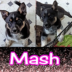 Photo of Mash