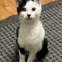 Photo of Beanie - Adopted!