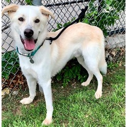 Photo of BUDDY