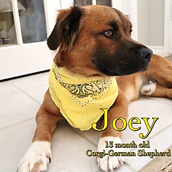 Thumbnail photo of Joey #4