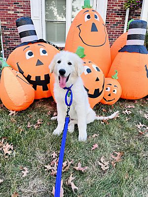 Pittsburgh, PA - Great Pyrenees. Meet KC a Pet for Adoption - AdoptaPet.com