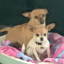 Thumbnail photo of BONDED TEACUP CHIHUAHUAS #1