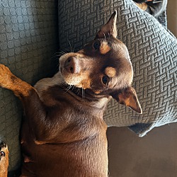 bonded pet photo