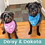 DAISY & DAKOTA - Mixed Breed (Small) available for adoption