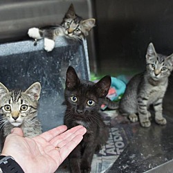 Thumbnail photo of S kittens* #1