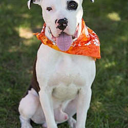 Thumbnail photo of Patch - Adopted #2