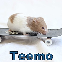 Thumbnail photo of Teemo #1