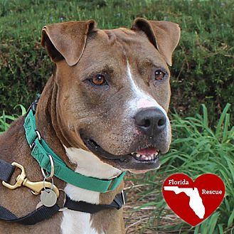 Arf Dog Adoption Walnut Creek Ca Arf Dog Adoption Walnut Creek Ca