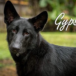 Thumbnail photo of Gypsy #1