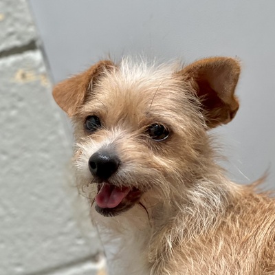 Sacramento, CA - Terrier (Unknown Type, Small). Meet Twinkle a Pet for ...