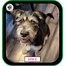 Thumbnail photo of Spice, ADOPTIED! #4