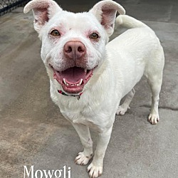 Photo of Mowgli
