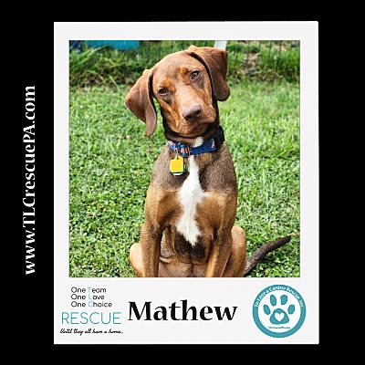 Kimberton, PA - Doberman PinscheLabrador Retriever. Meet Mathew