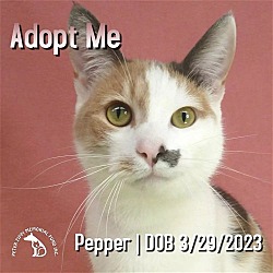 Photo of Pepper