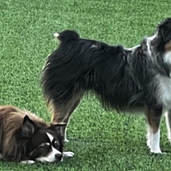 Photo of Bentley and Ruby