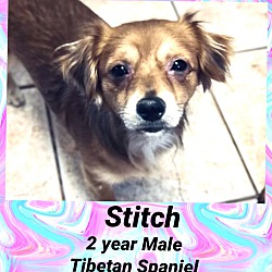 Photo of STITCH- 2 YEAR MALE TIBETAN SP
