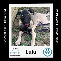 Thumbnail photo of Lulu 062224 #3