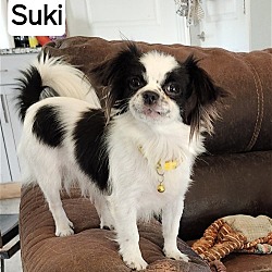 Photo of Suki