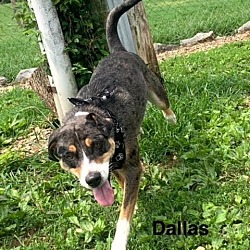 Thumbnail photo of Dallas #2